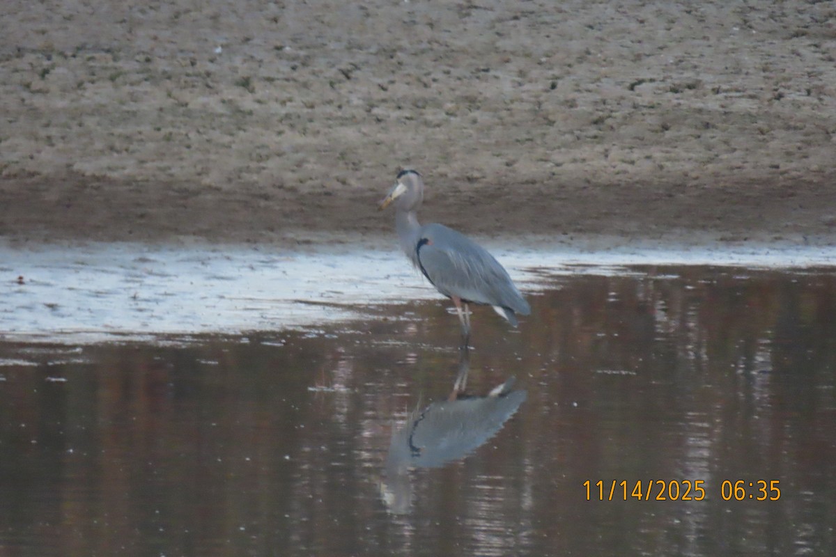 Great Blue Heron - ML645254051