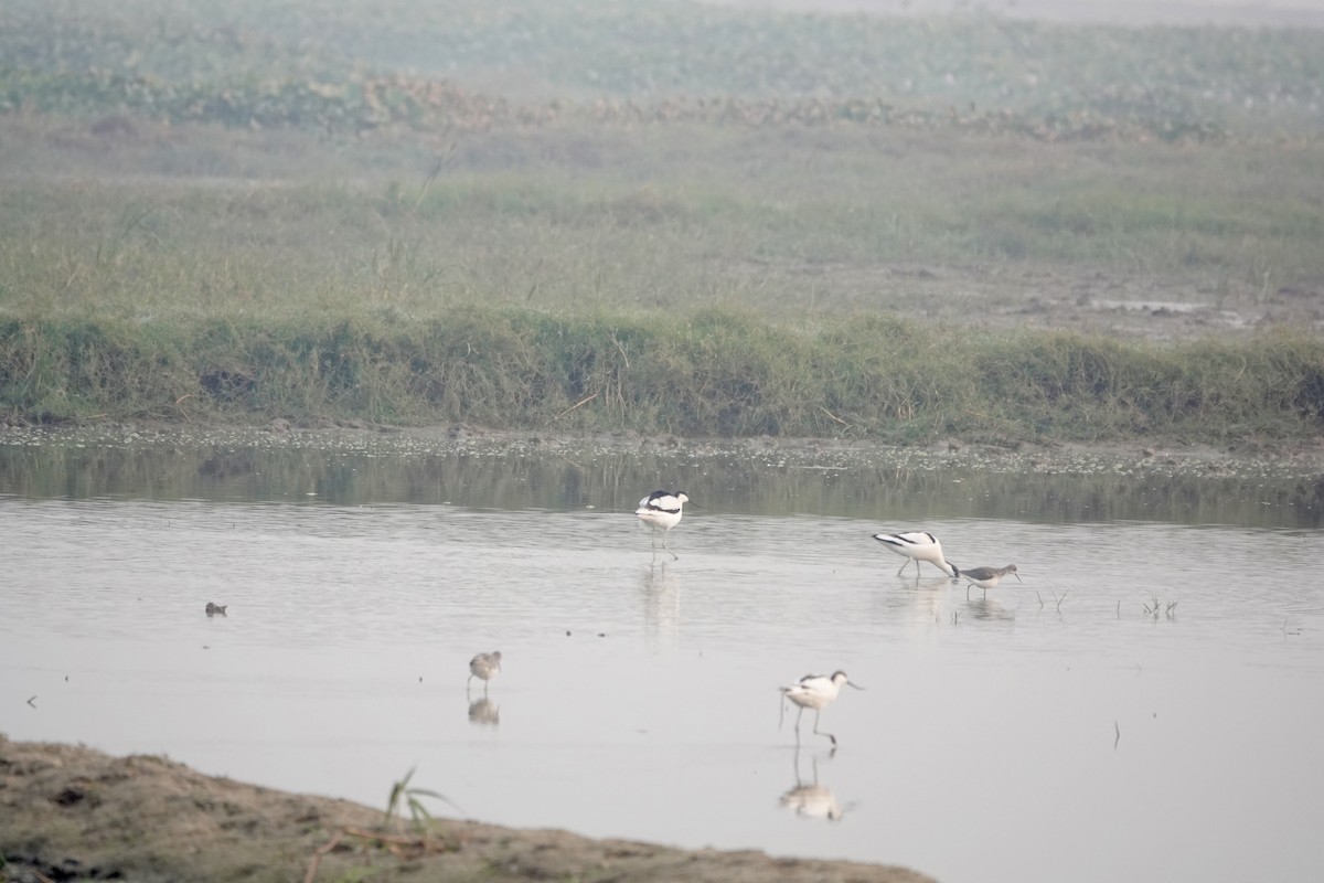 Pied Avocet - ML645254064