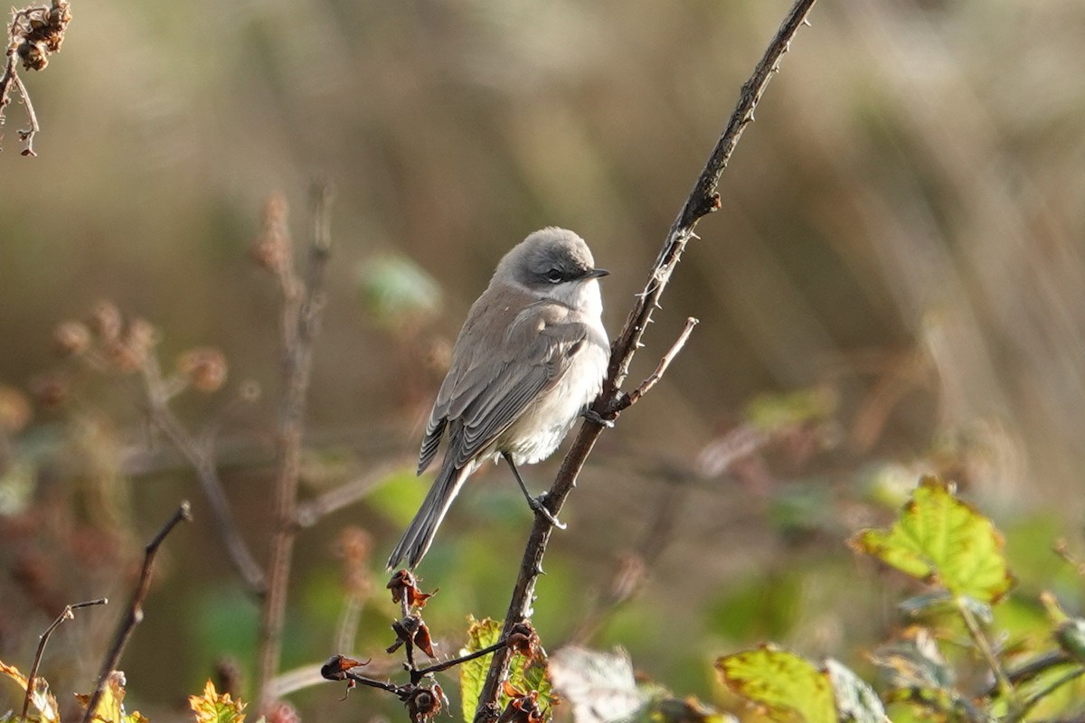 白喉林鶯 - ML645254079