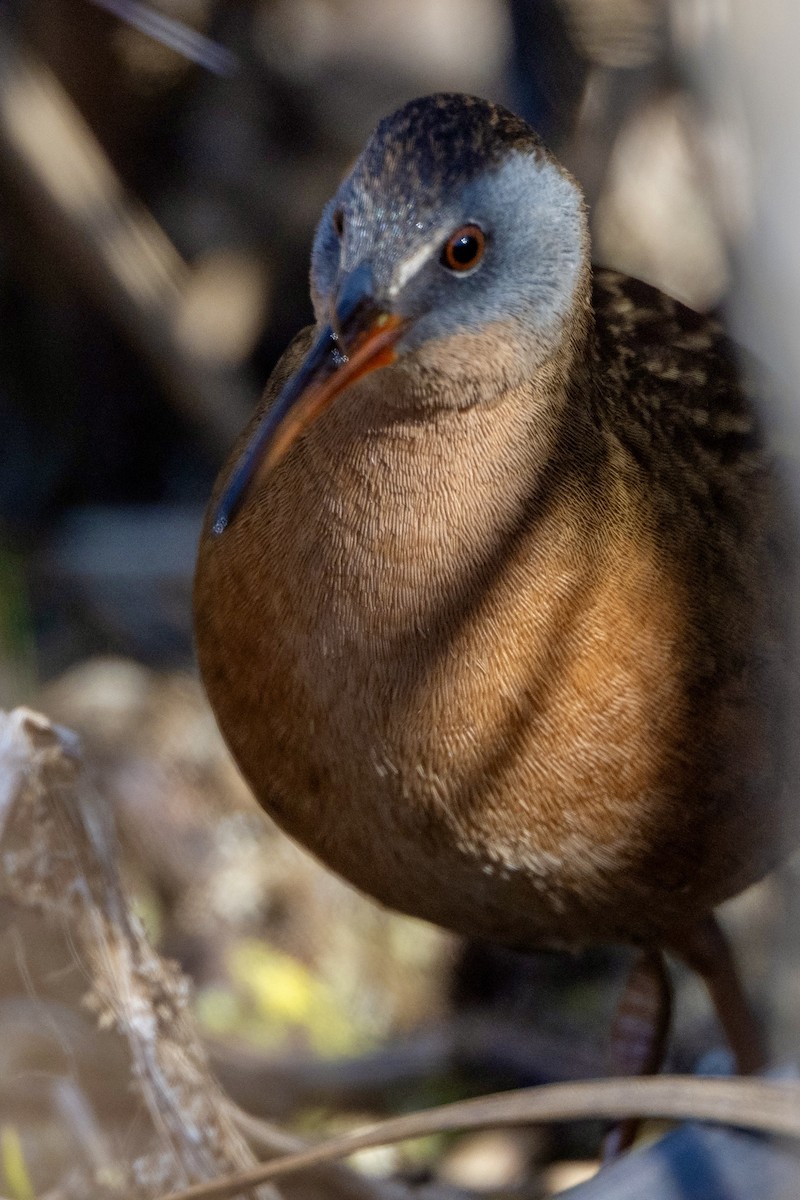 chřástal virginský - ML645254080