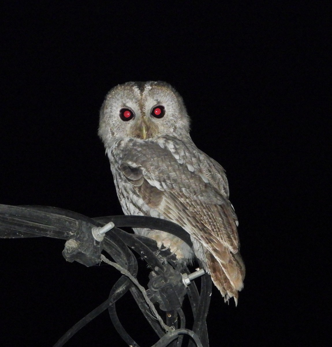 Chouette hulotte - ML645254084