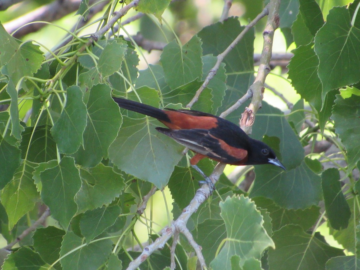 Orchard Oriole - ML645254085