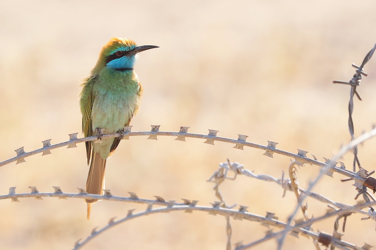 Arabian Green Bee-eater - ML645254087