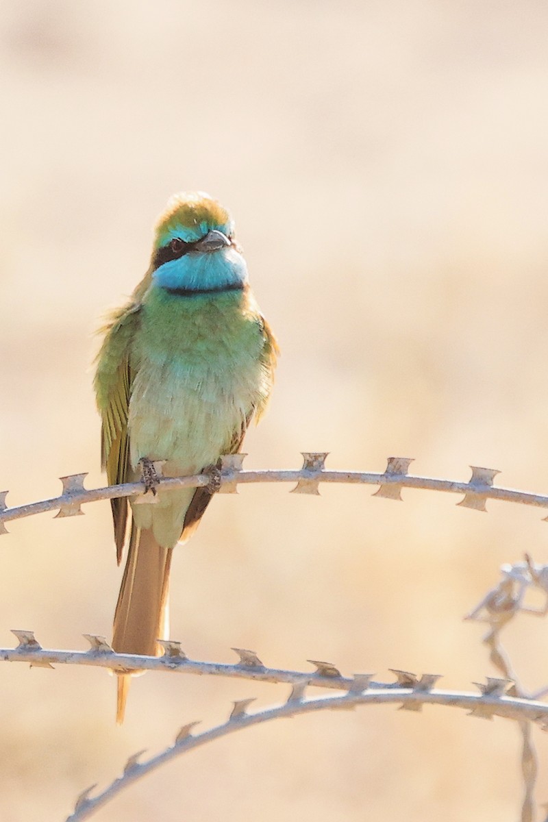 Arabian Green Bee-eater - ML645254088