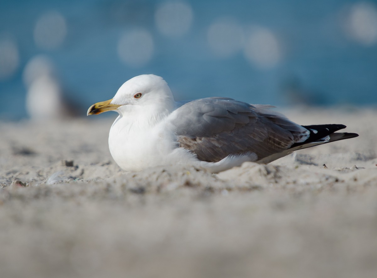 Yellow-legged Gull - ML645254089