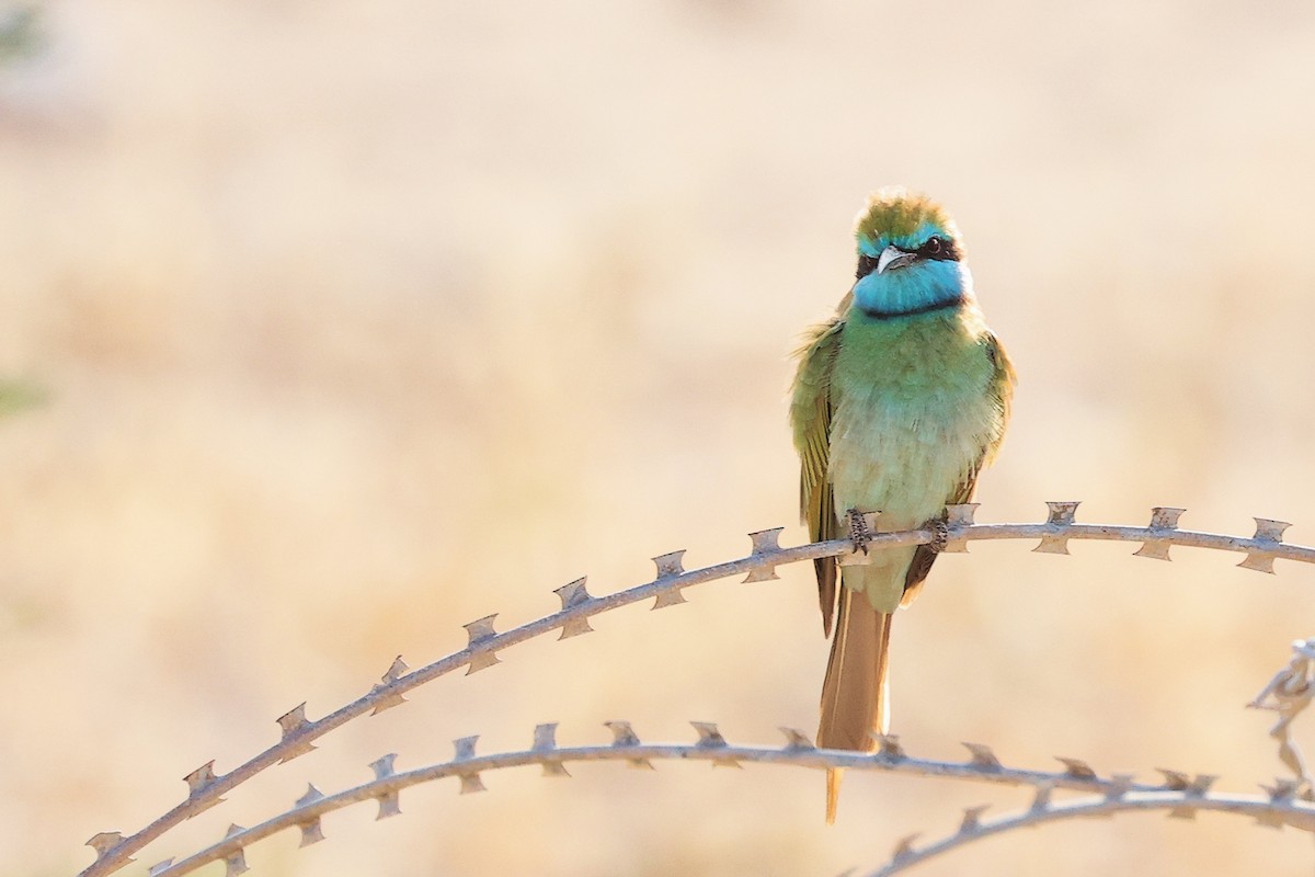 Arabian Green Bee-eater - ML645254090