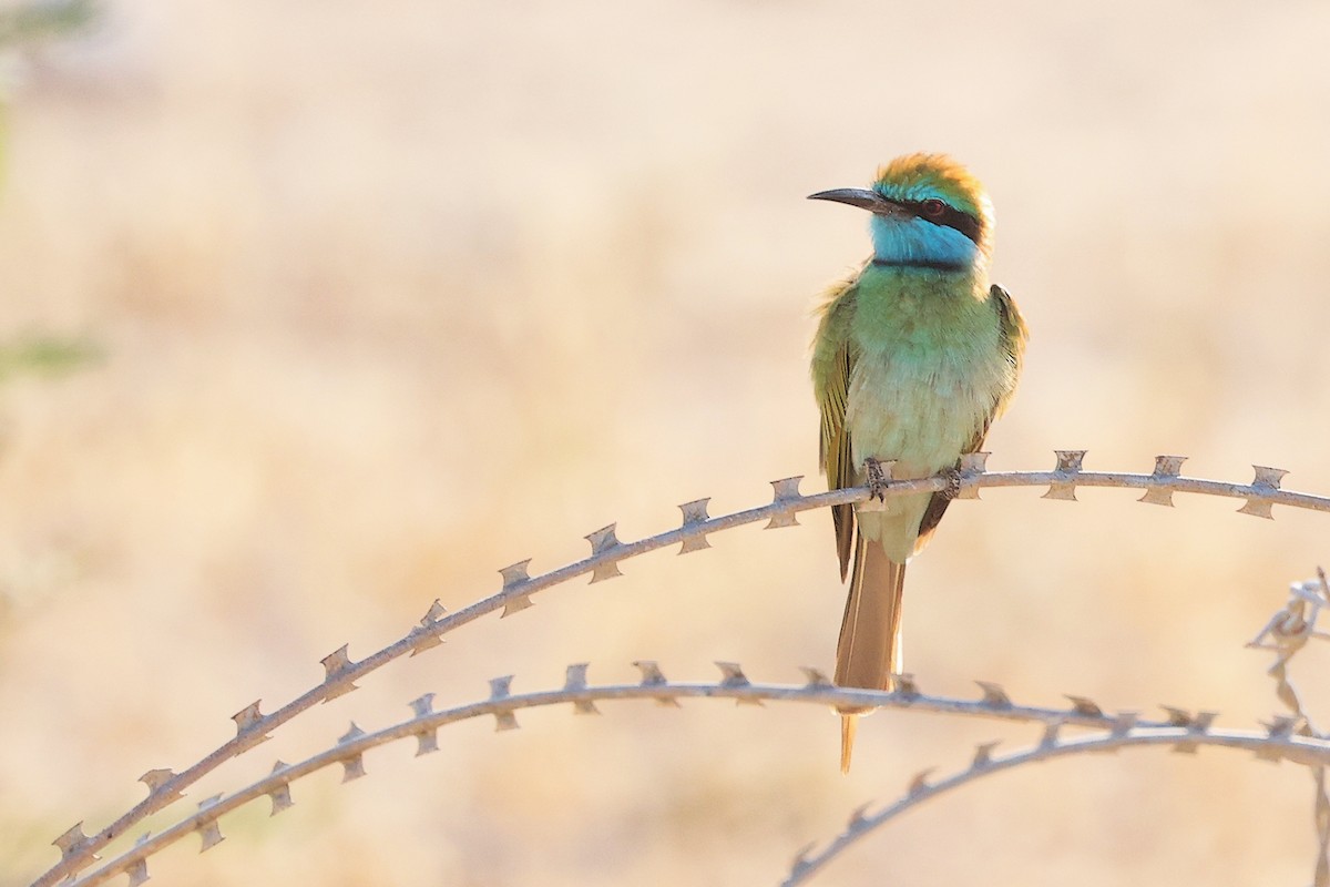 Arabian Green Bee-eater - ML645254091