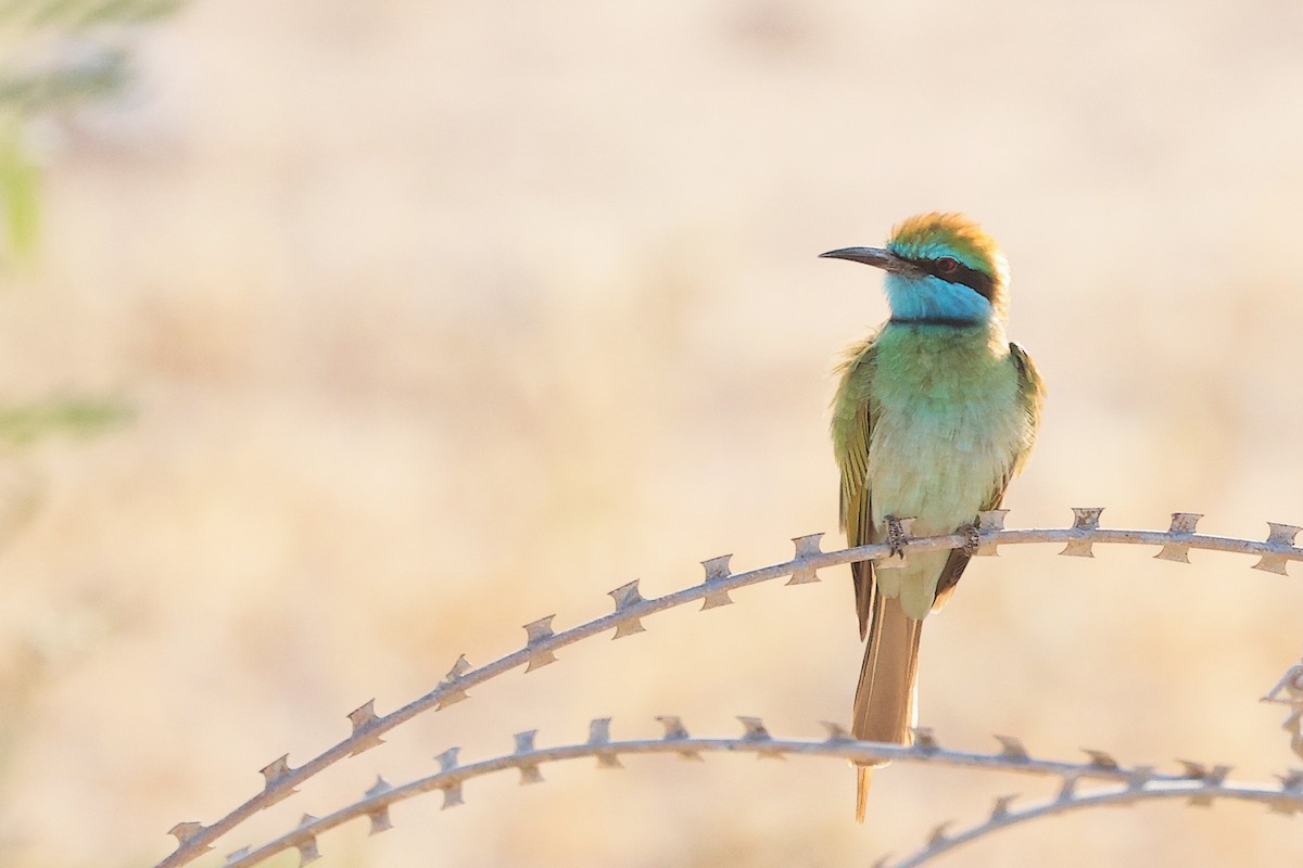 Arabian Green Bee-eater - ML645254092