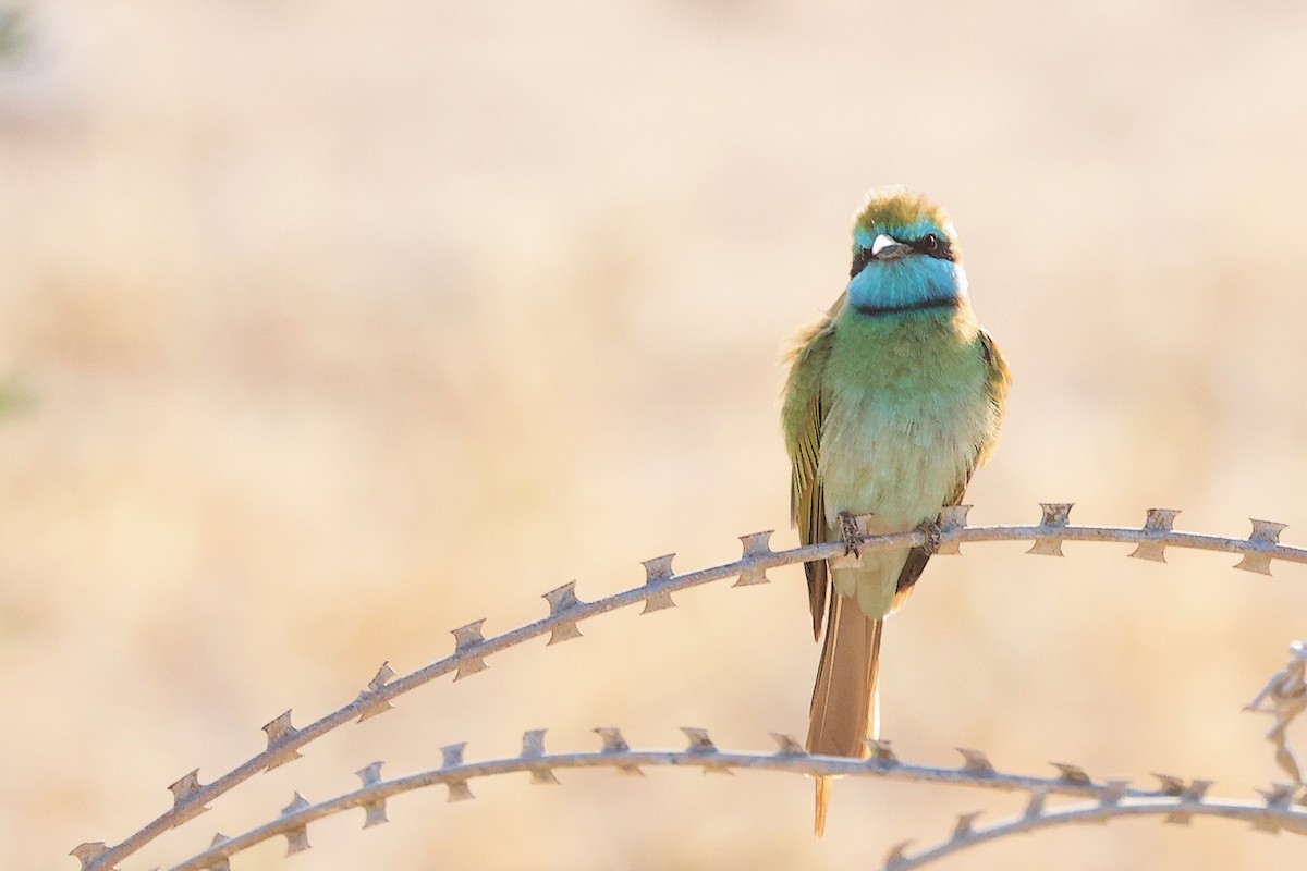 Arabian Green Bee-eater - ML645254093