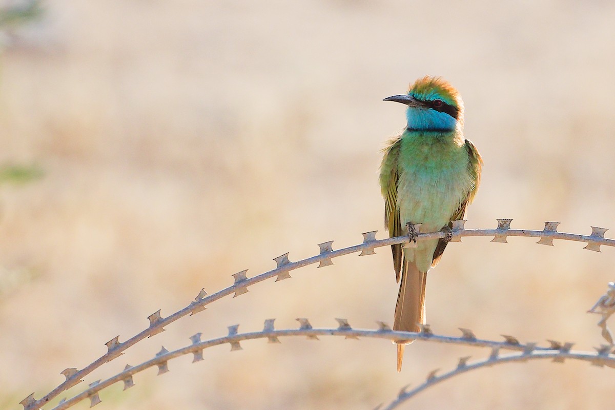 Arabian Green Bee-eater - ML645254094