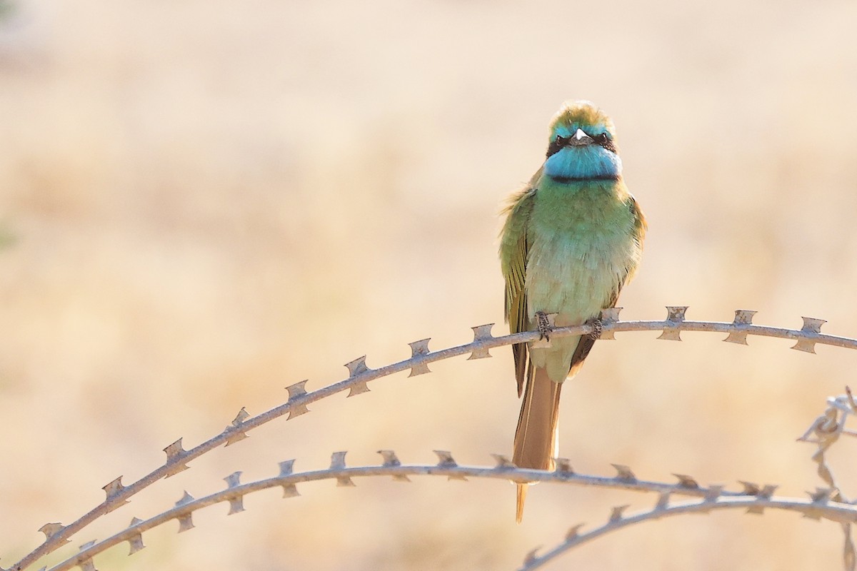 Arabian Green Bee-eater - ML645254095