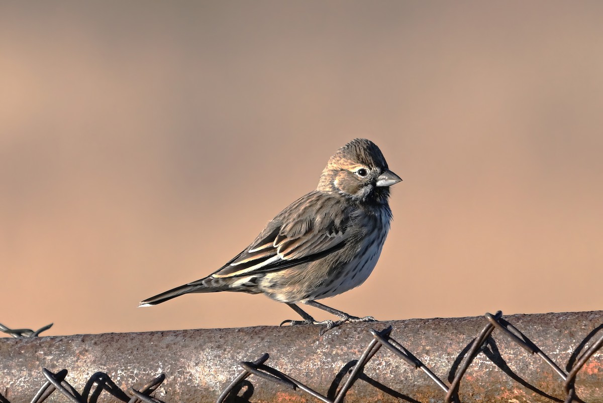 Lark Bunting - ML645254098