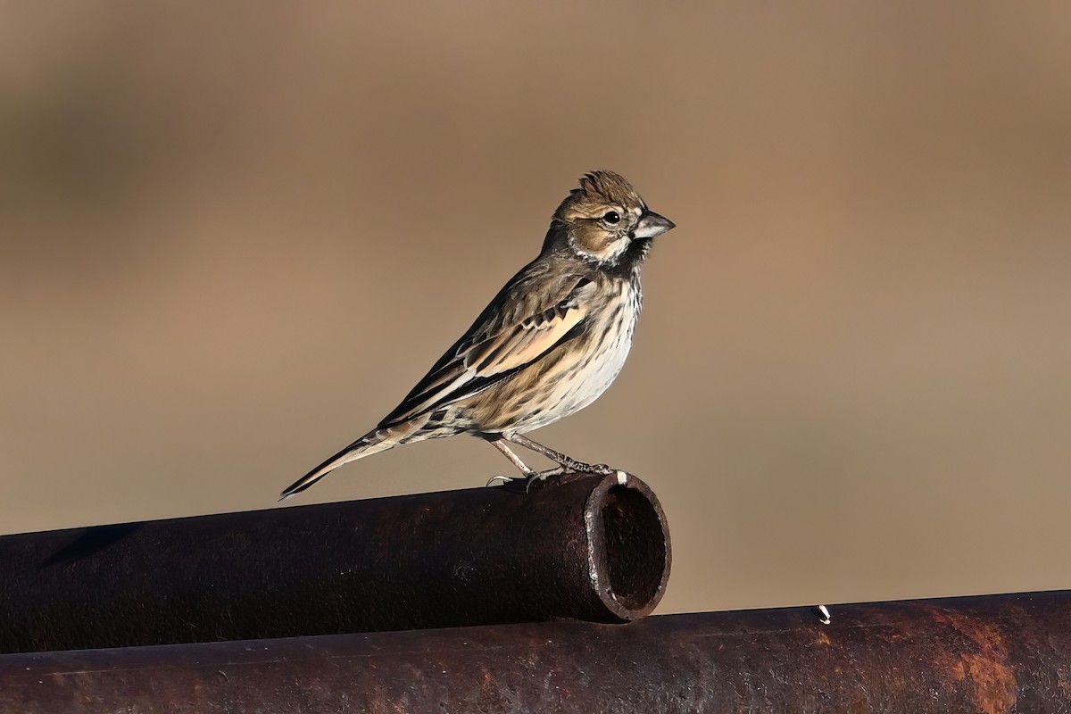 Lark Bunting - ML645254099