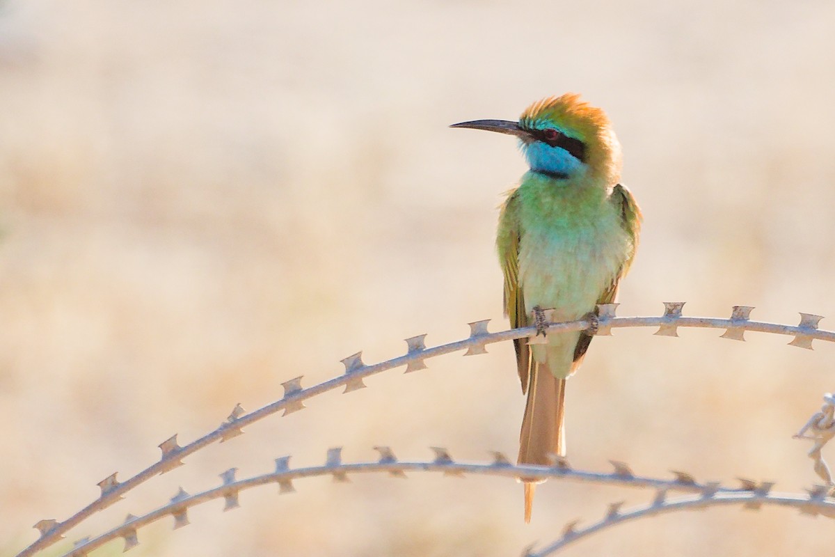 Arabian Green Bee-eater - ML645254101