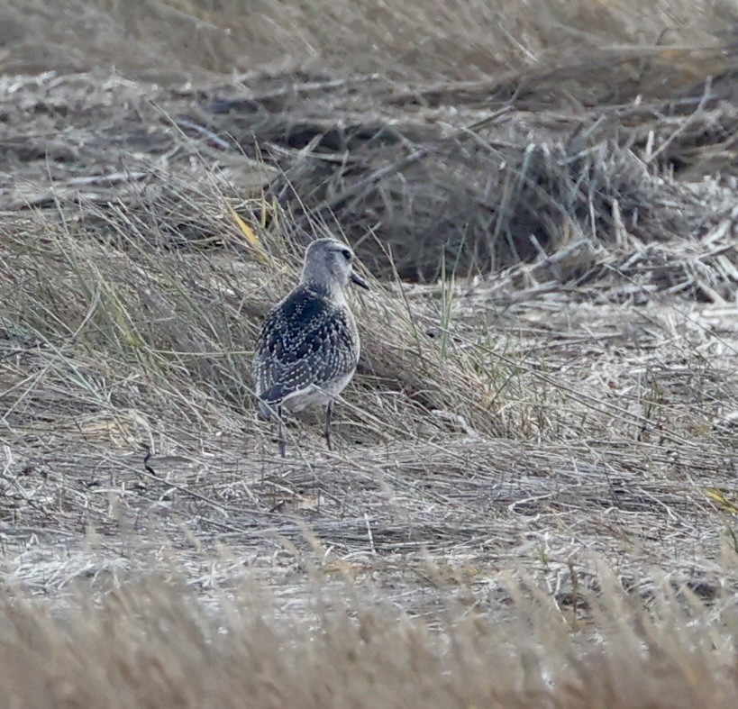 Black-bellied Plover - ML645254103