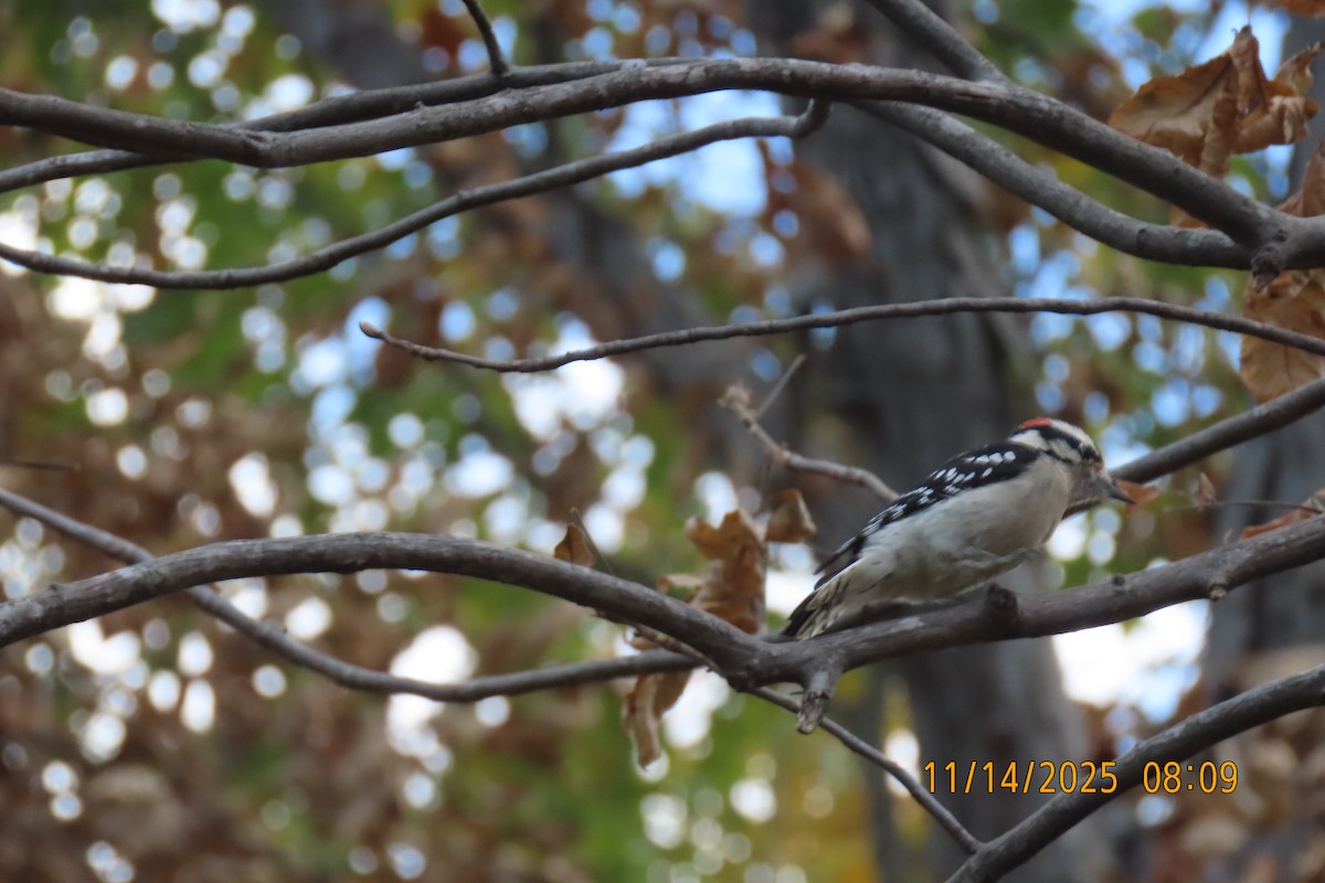 Downy Woodpecker - ML645254104