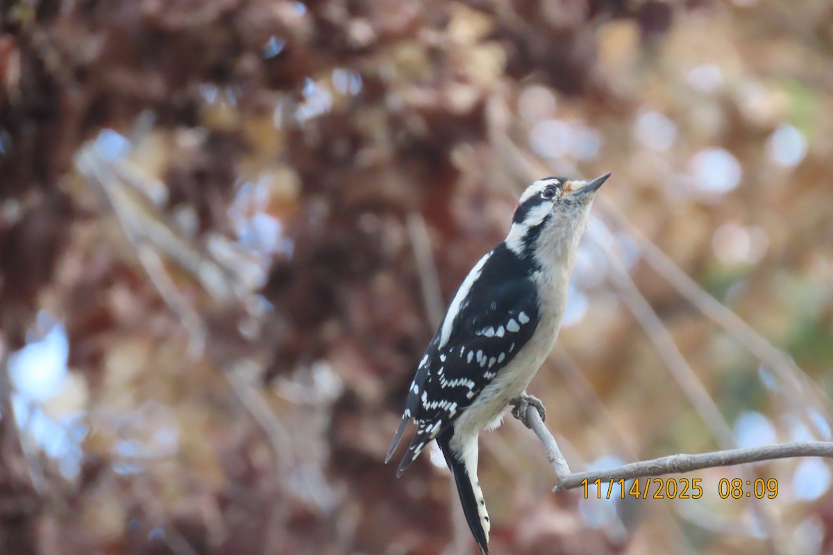Downy Woodpecker - ML645254105