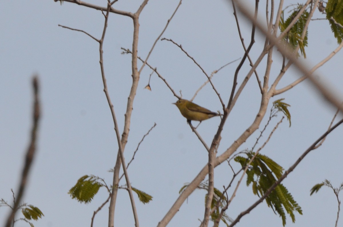 Червоїд світлобровий - ML645254107