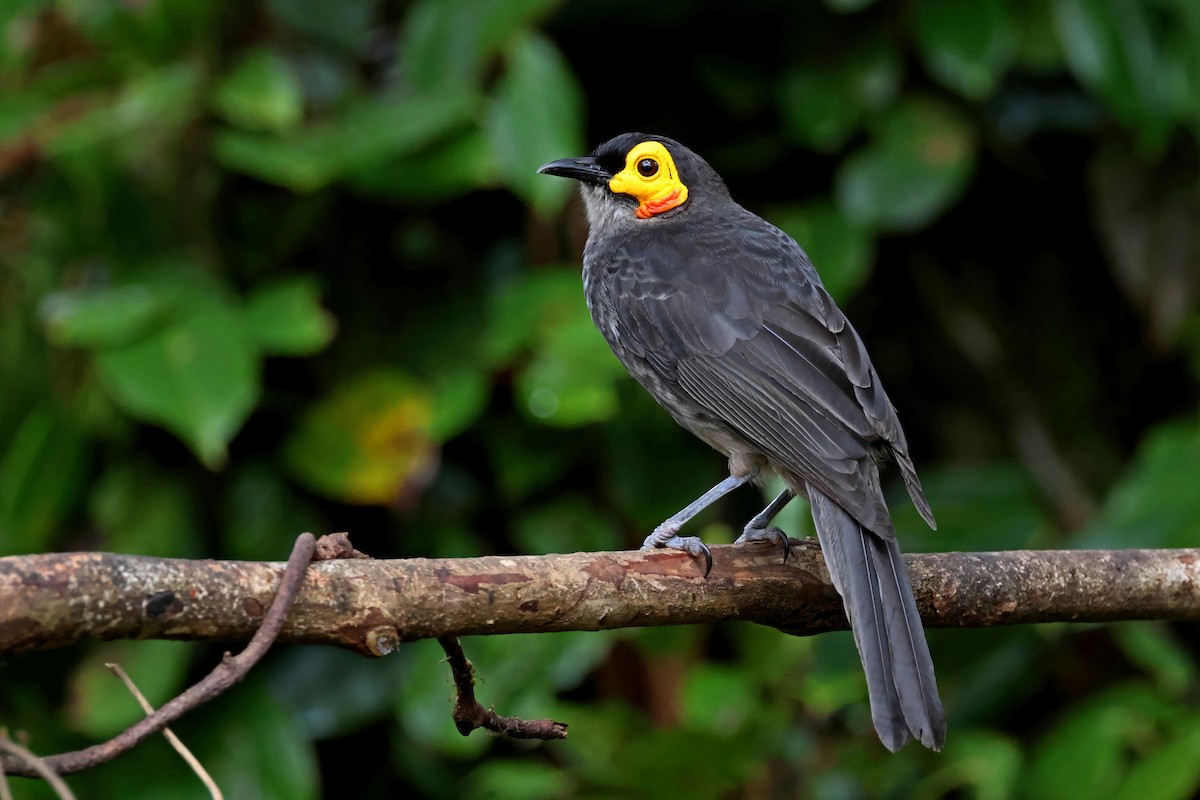 Smoky Honeyeater - ML645254108