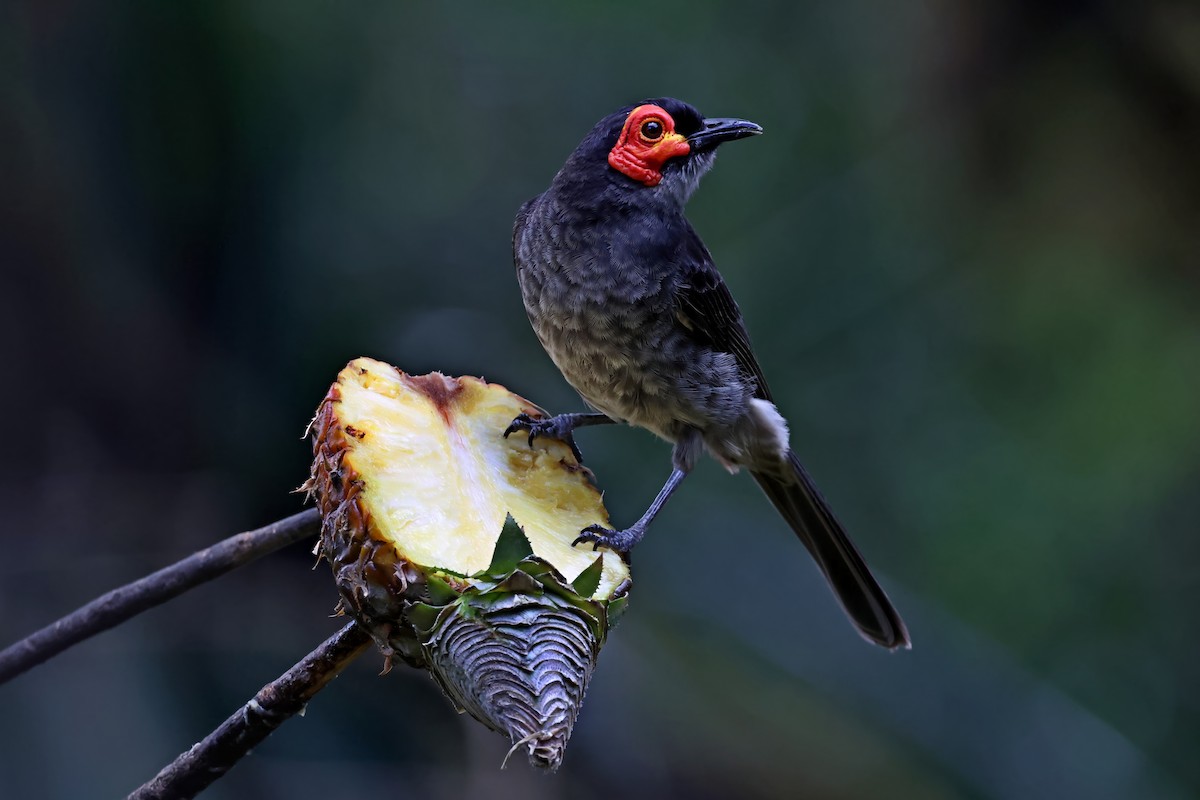 Smoky Honeyeater - ML645254121