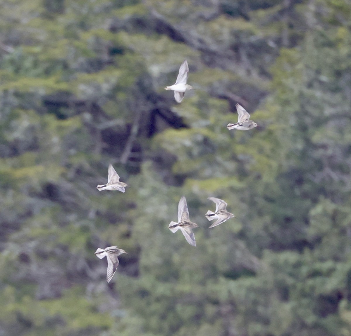 Pectoral Sandpiper - ML645254124