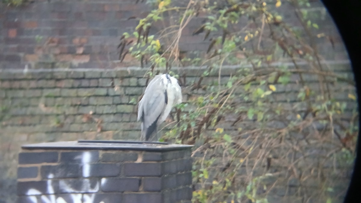 volavka popelavá - ML645254132