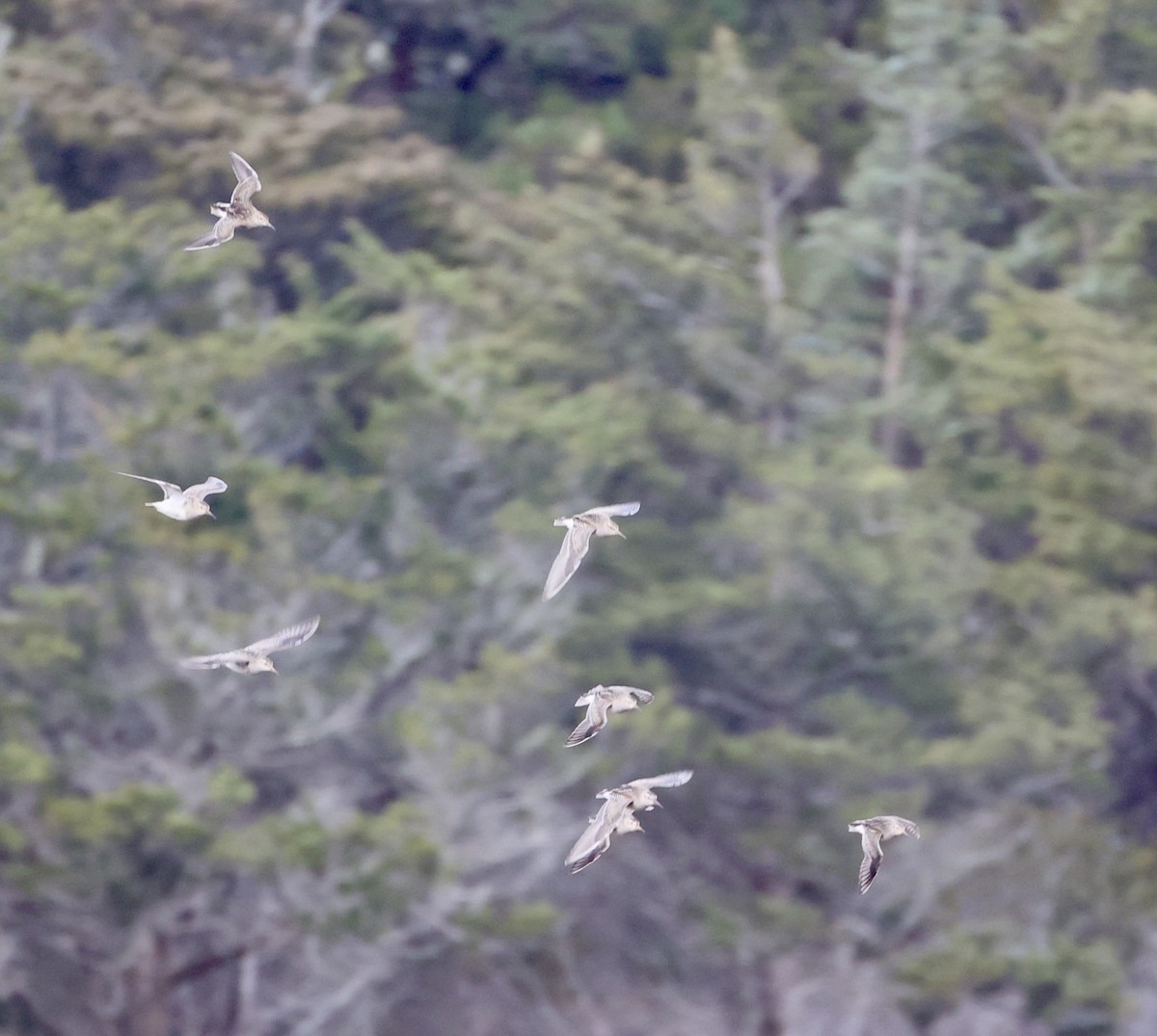 Pectoral Sandpiper - ML645254134