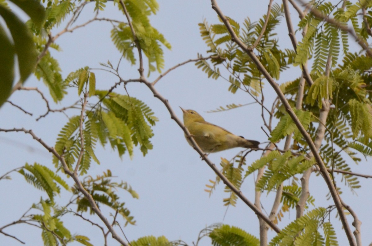 Червоїд світлобровий - ML645254137