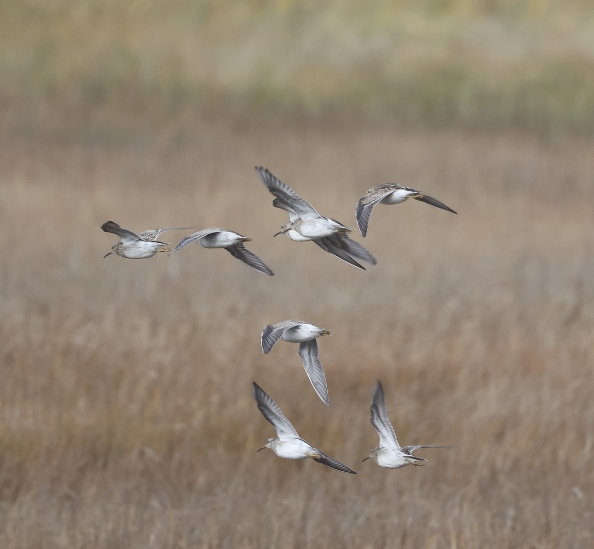 Pectoral Sandpiper - ML645254138