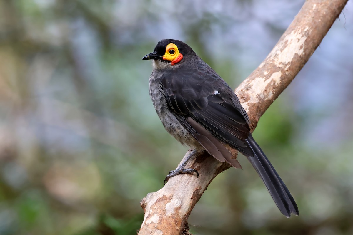 Smoky Honeyeater - ML645254141