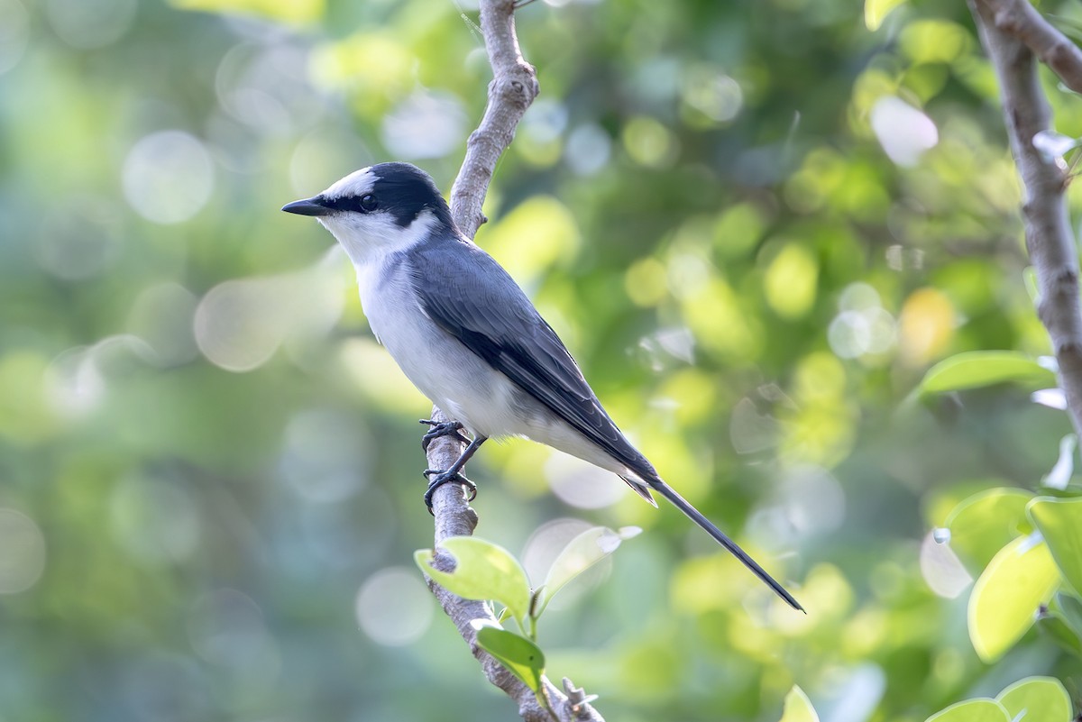 Ashy Minivet - ML645254168
