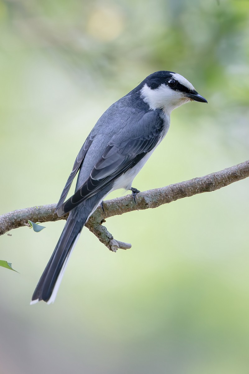 Ashy Minivet - ML645254169