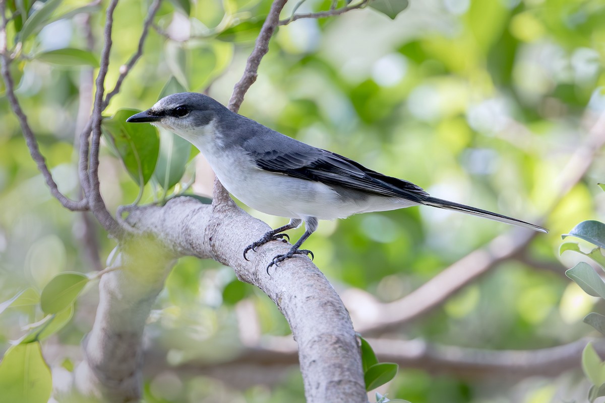 Ashy Minivet - ML645254170