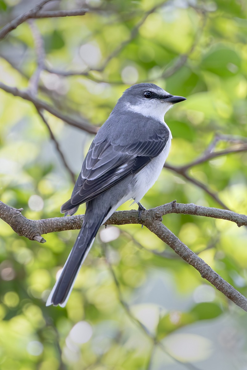 Ashy Minivet - ML645254171