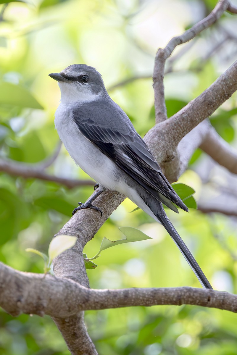 Ashy Minivet - ML645254172