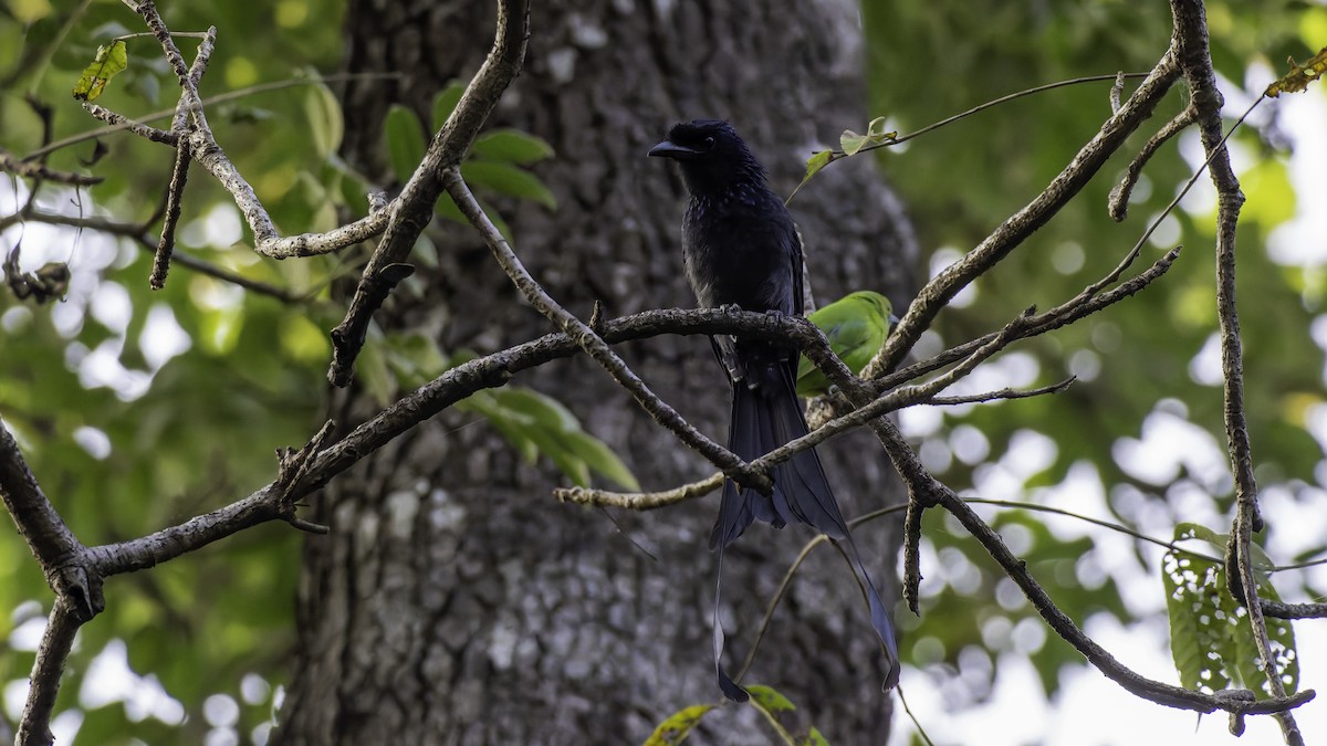 drongo vlajkový - ML645254174