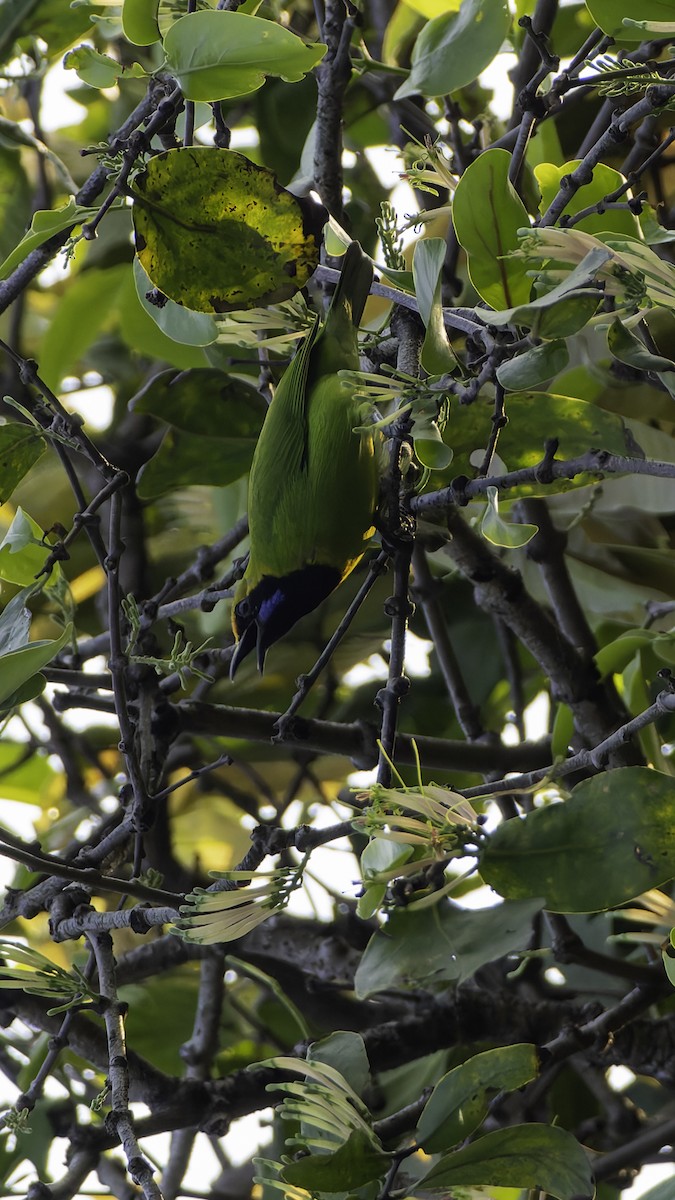 Золотолобая листовка - ML645254177