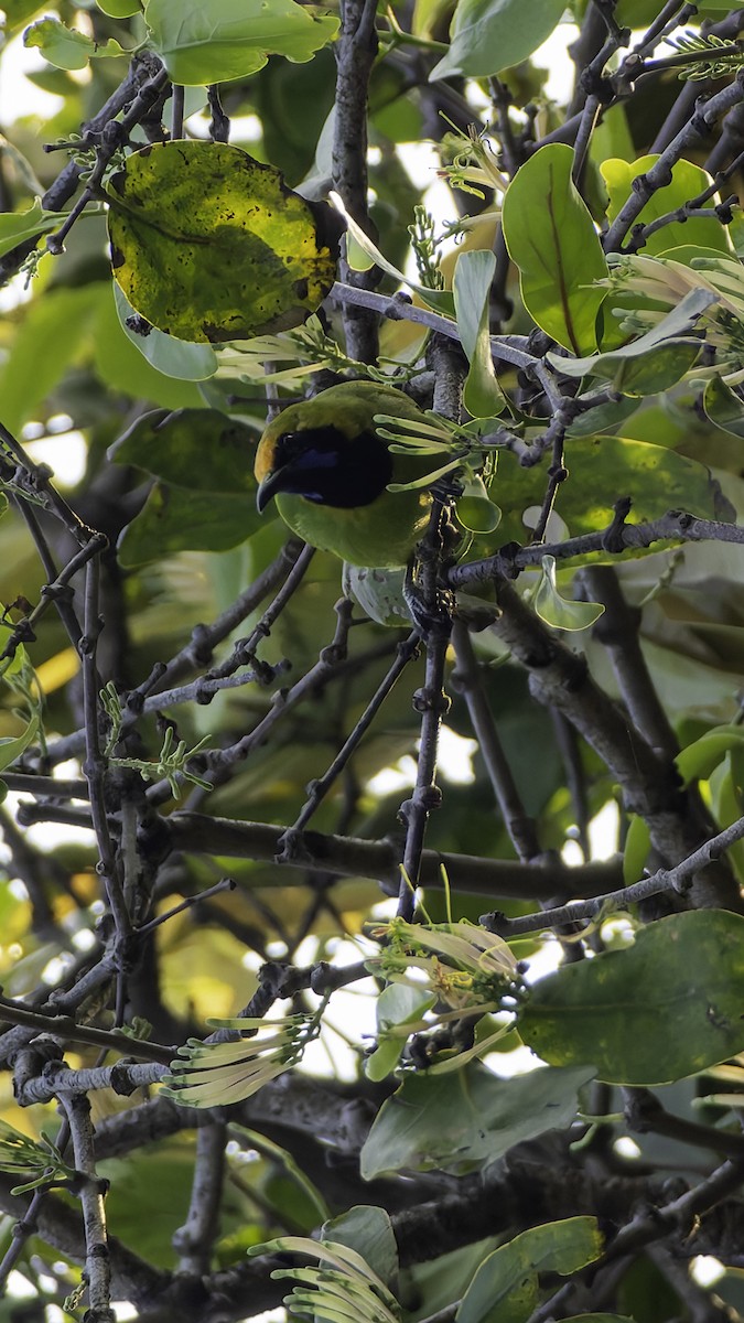 Золотолобая листовка - ML645254178