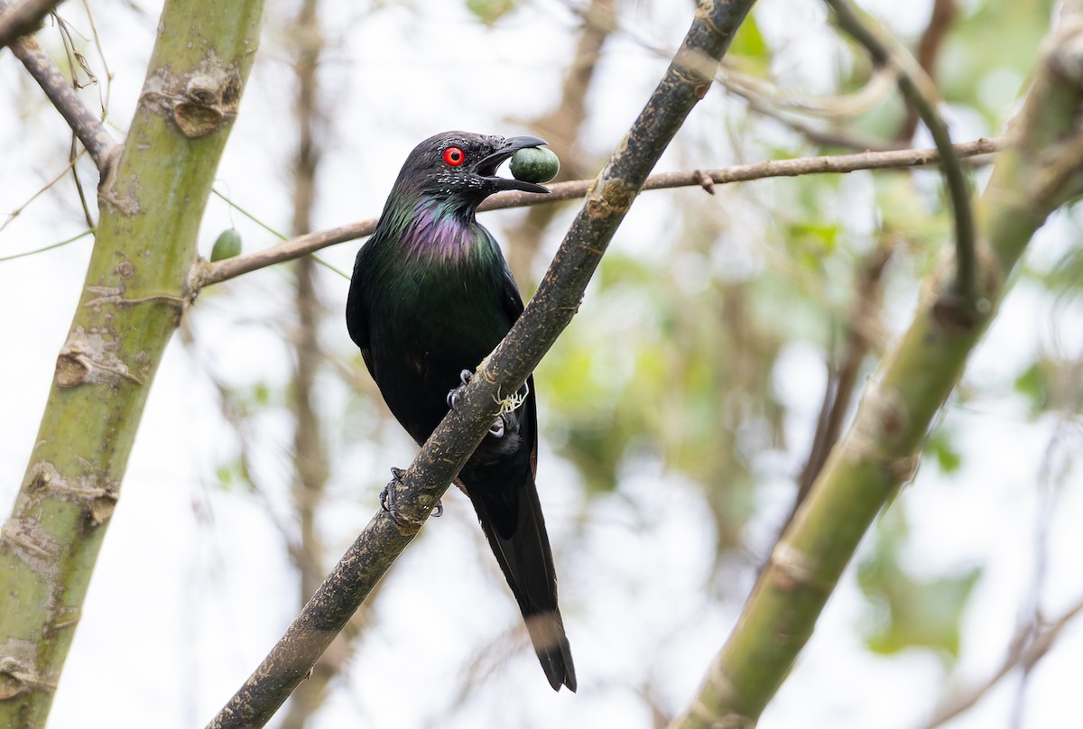 špaček lesklý [skupina metallica] - ML645254182