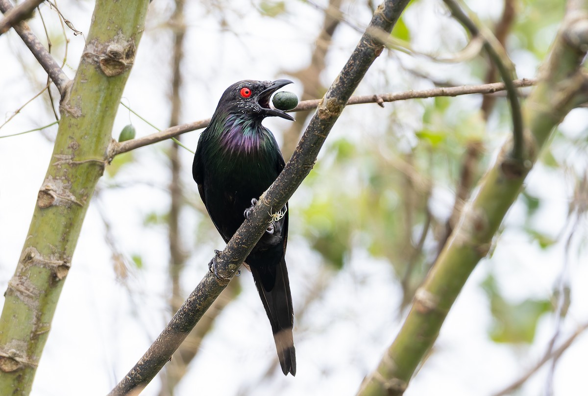 špaček lesklý [skupina metallica] - ML645254183