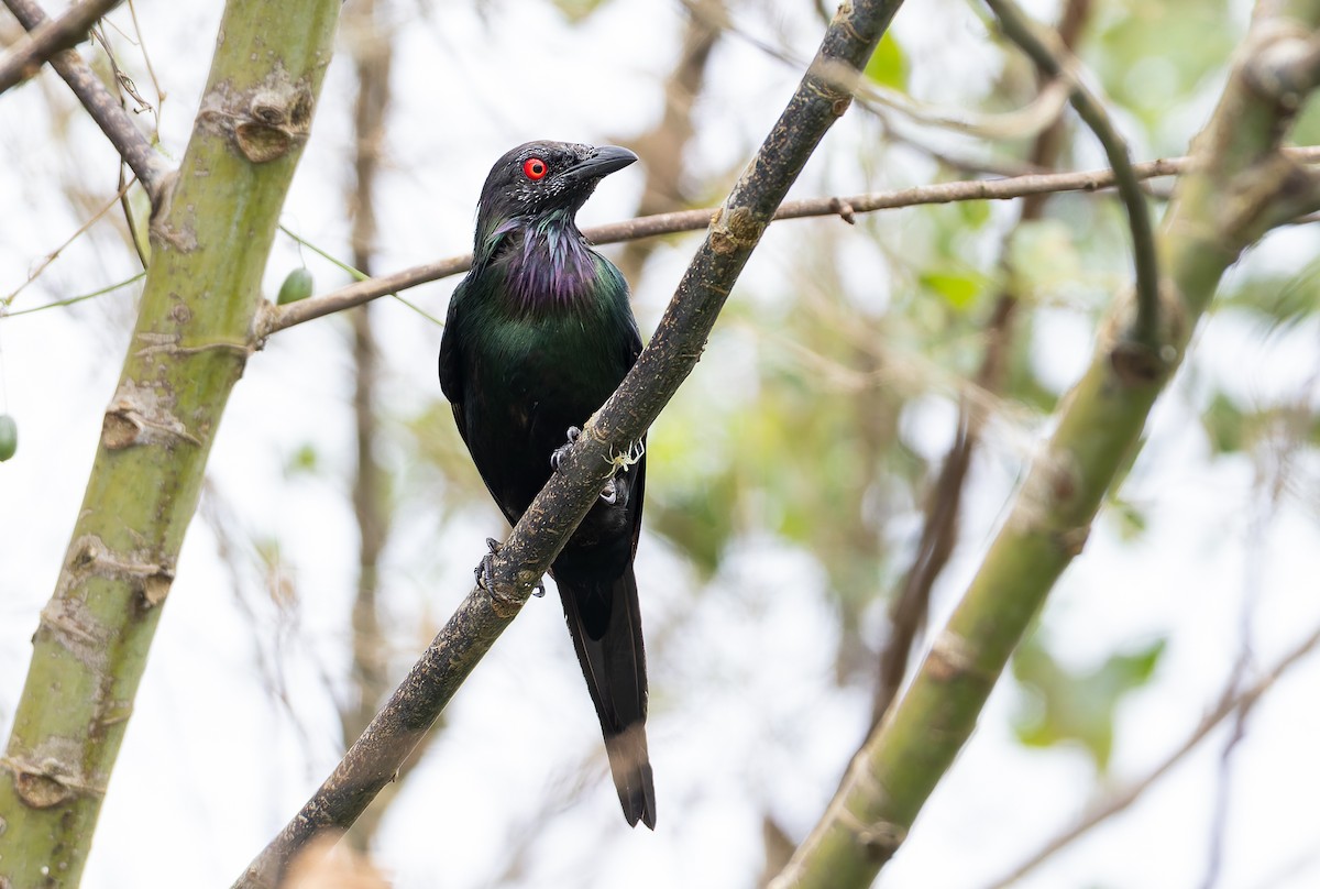 špaček lesklý [skupina metallica] - ML645254184