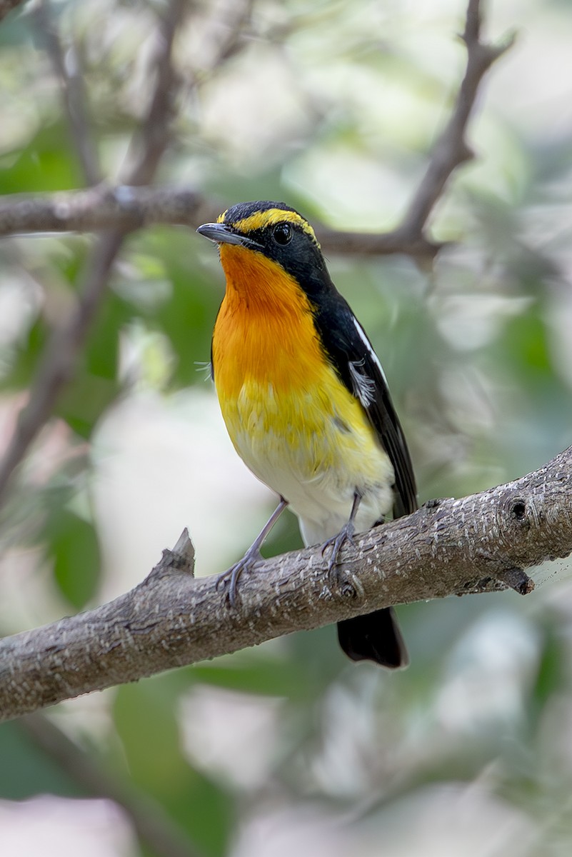 Narzissenschnäpper - ML645254195