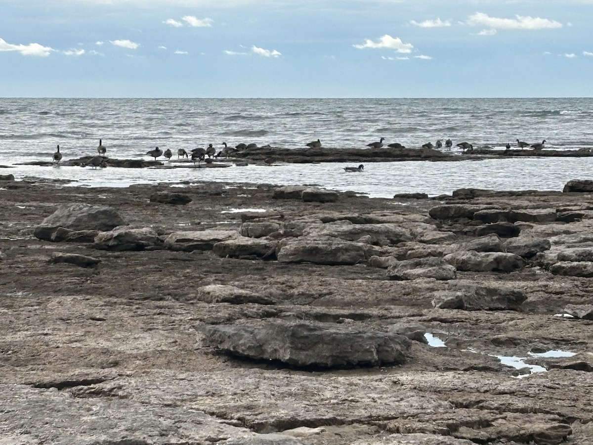 Canada Goose - ML645254196