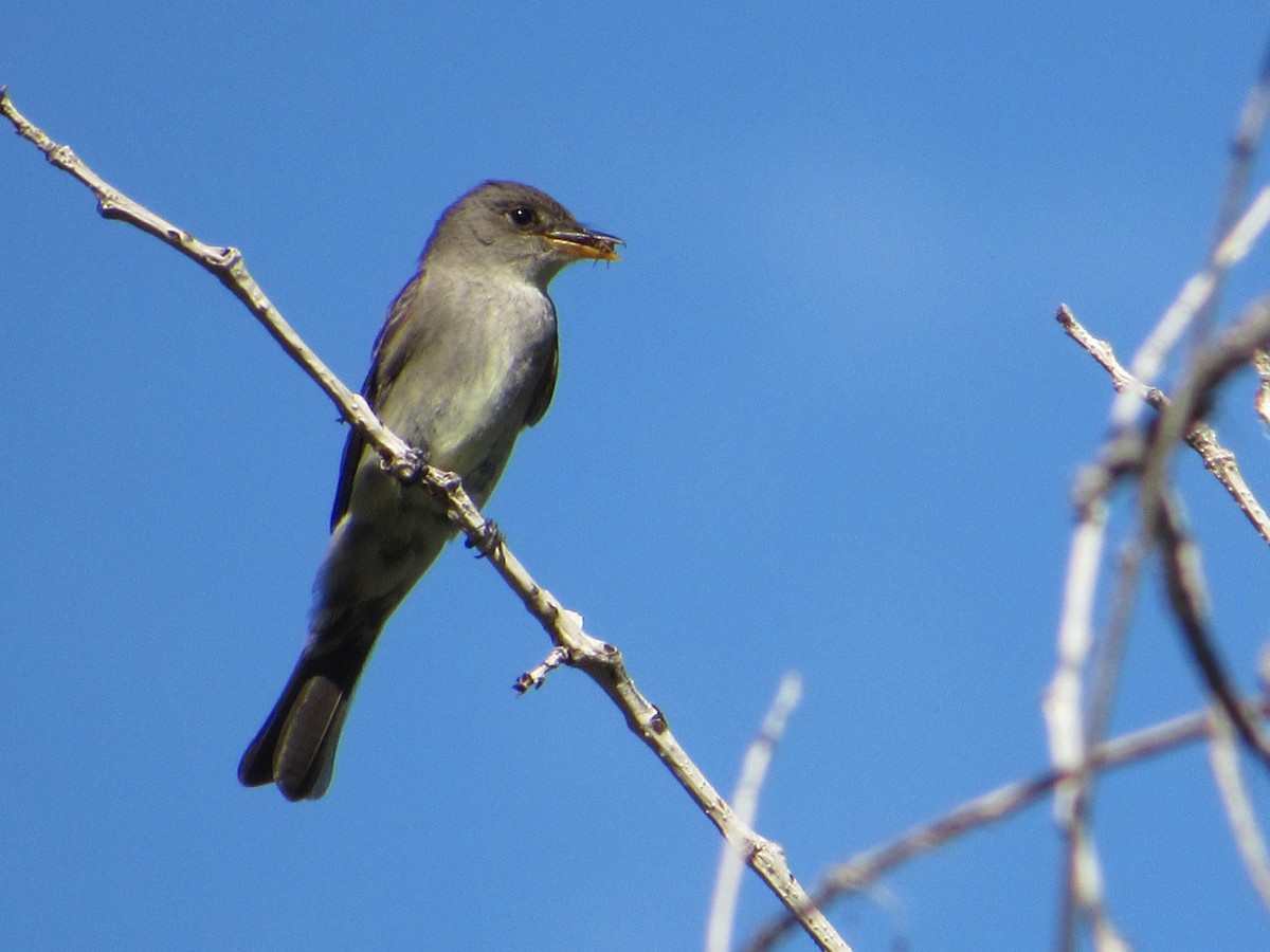 Western Wood-Pewee - ML645254197