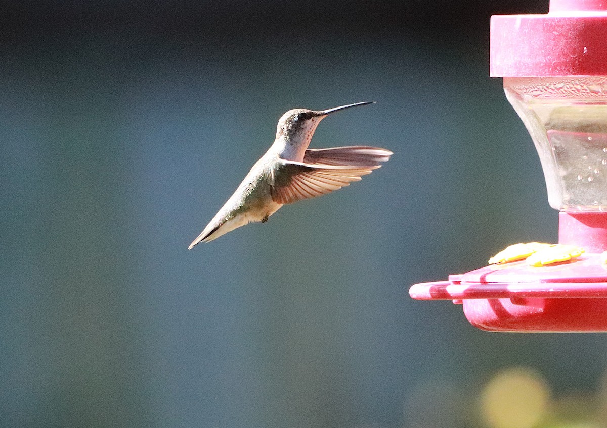 Black-chinned Hummingbird - ML645254199