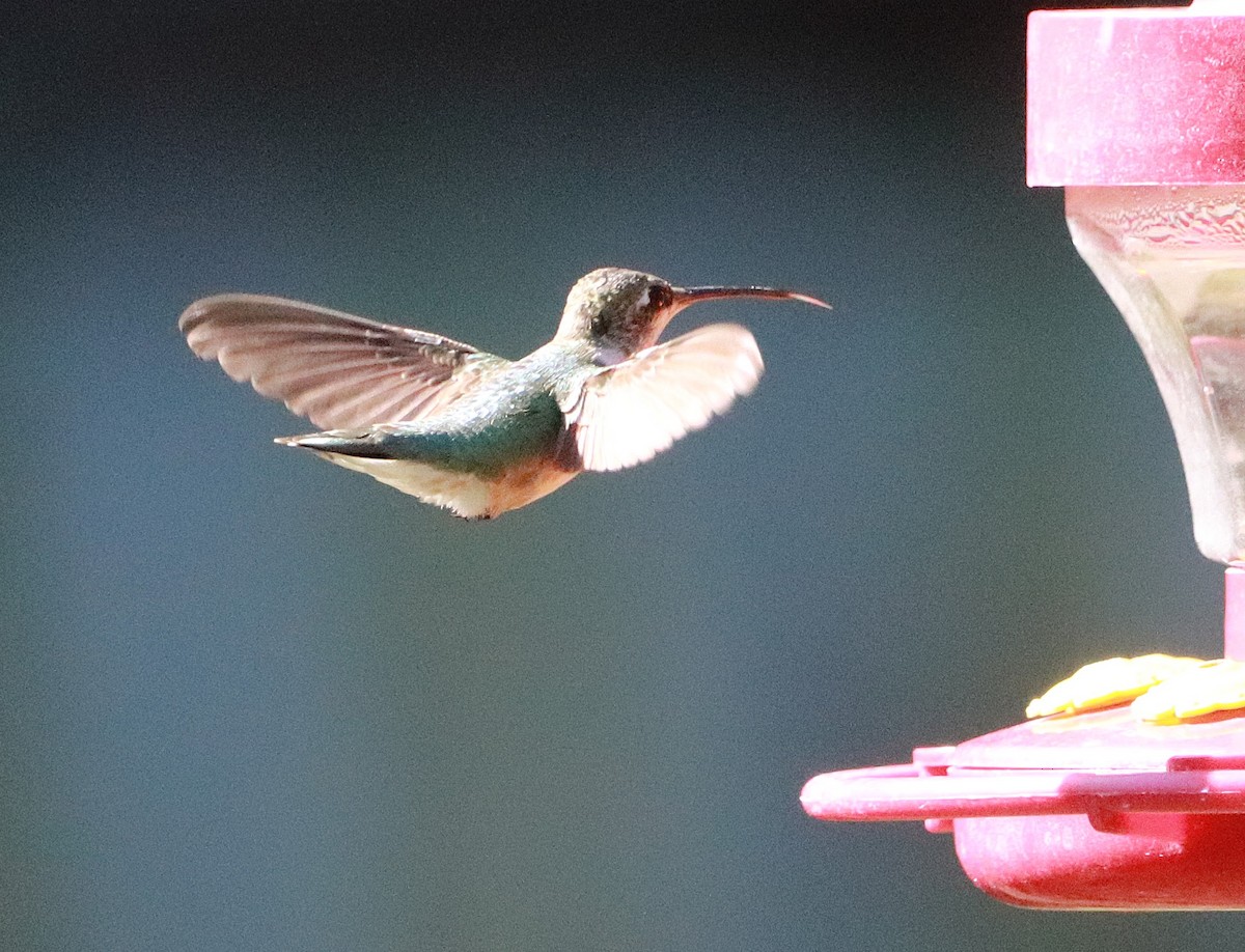 Black-chinned Hummingbird - ML645254203