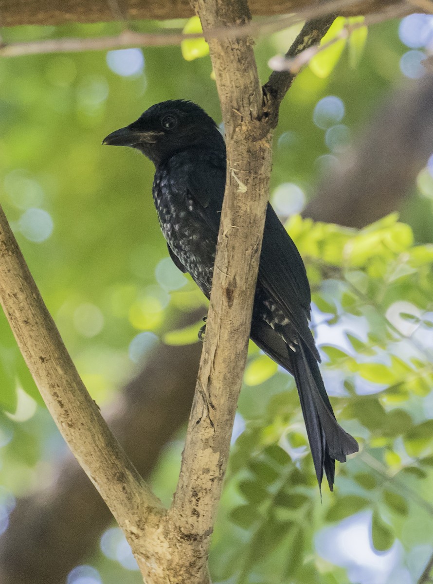 Crow-billed Drongo - ML645254205