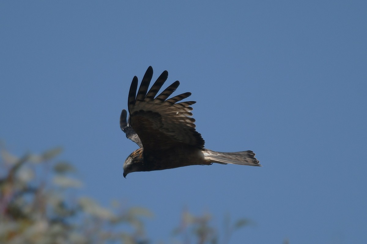 Чубатый коршун - ML645254217