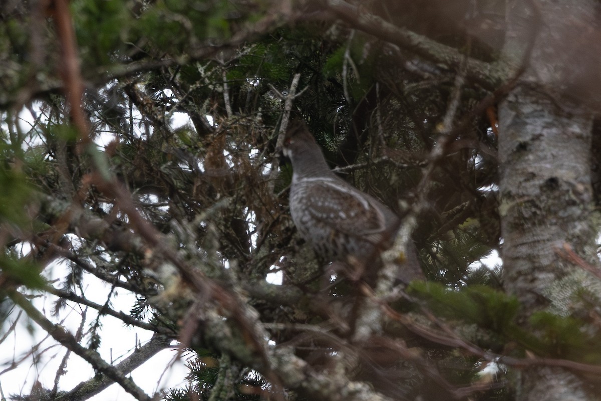 Hazel Grouse - ML645254225