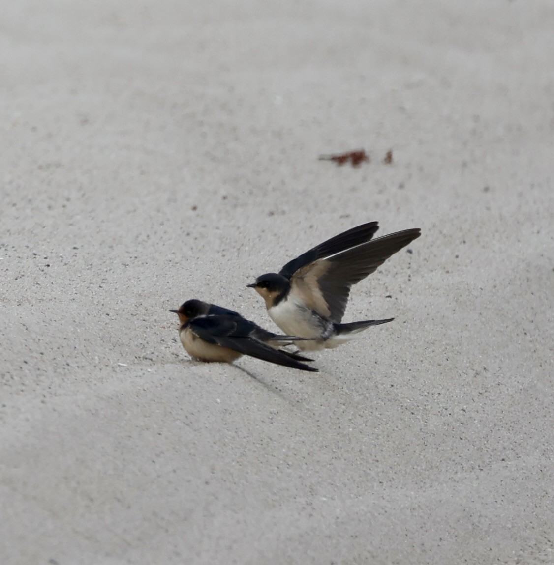 Barn Swallow - ML645254243